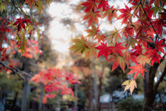 まだちょと早かった紅葉