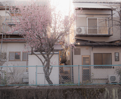 対岸に咲いていた梅