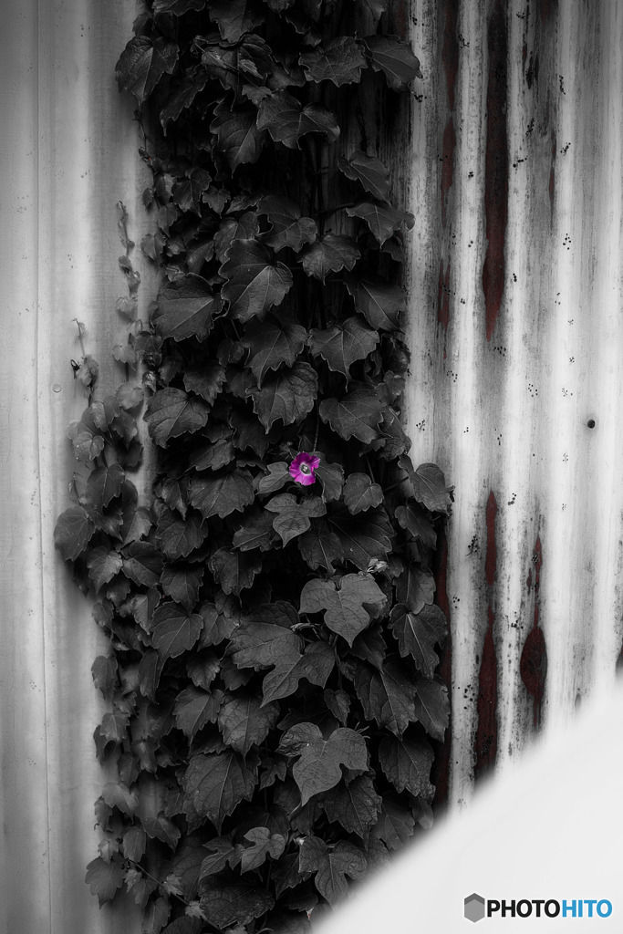 ポツンと咲いてる