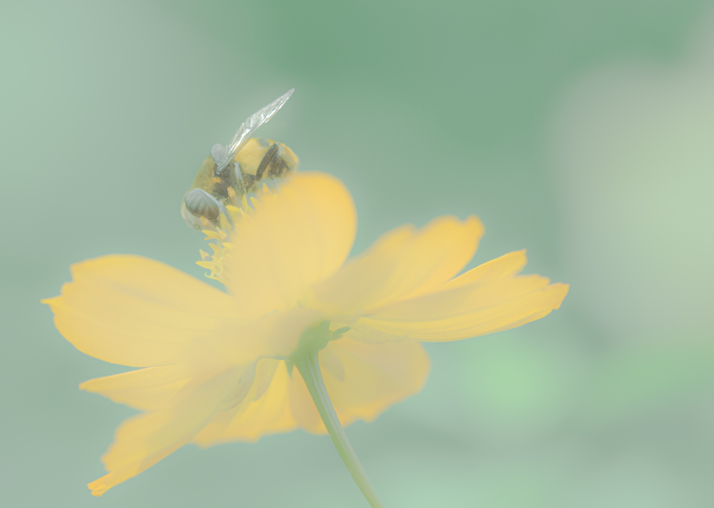 コスモスに死神くん