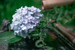 最後の紫陽花