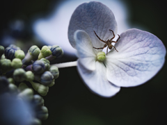 紫陽花に蜘蛛