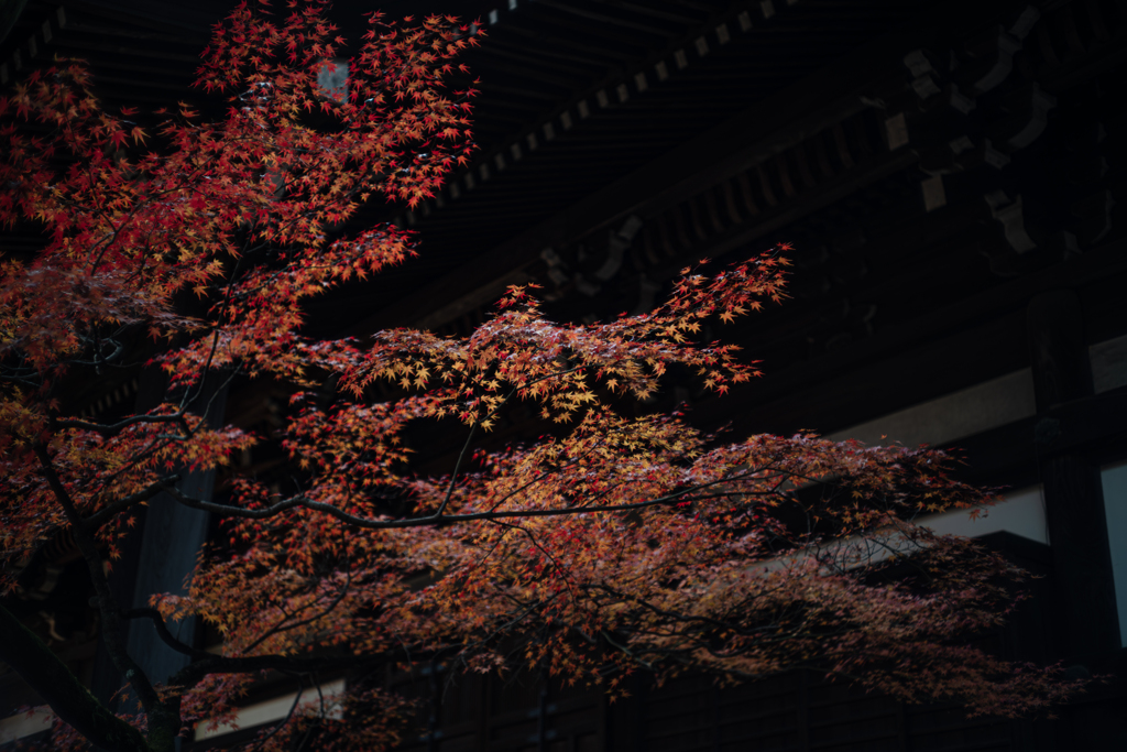 真如堂本堂裏の紅葉