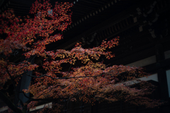 真如堂本堂裏の紅葉