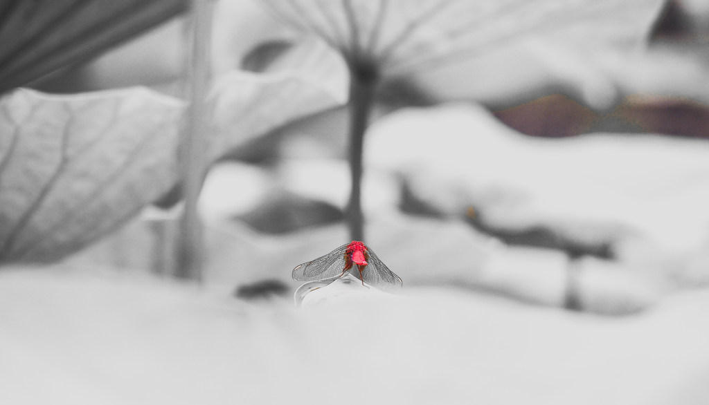 赤いトンボは背中で語る