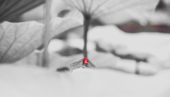 赤いトンボは背中で語る