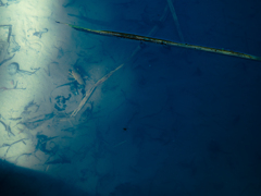 ザリガニがおる