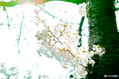 桜、逆光