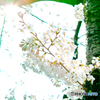 桜、逆光