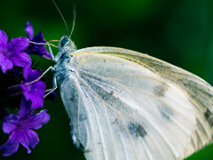 ウエディングドレスみたい