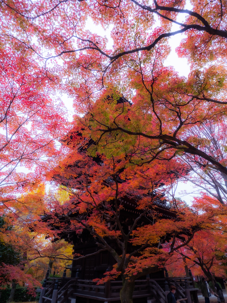 紅葉が塔を赤く染める