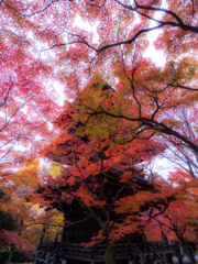 紅葉が塔を赤く染める