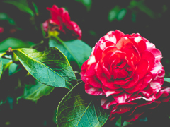 菊冬至とゆー花