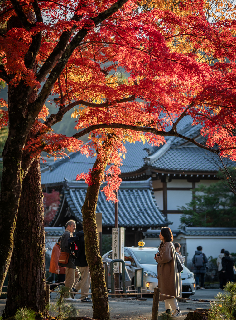 南禅寺の紅葉