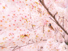 桜雀2