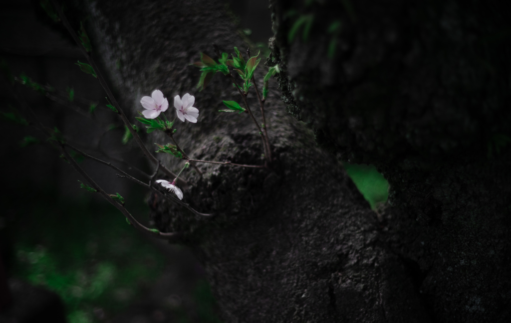 満開だったけどこういうのが好き