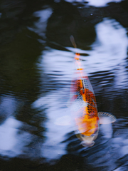 神社の川の錦鯉