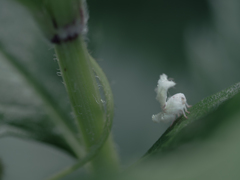サヨナラへんてこ虫
