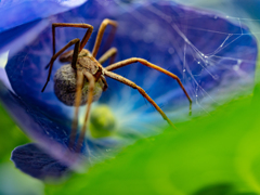 丸いのは卵かな？