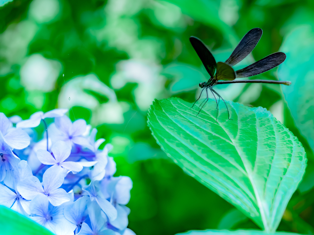 紫陽花とハグロトンボ