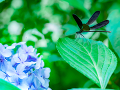 紫陽花とハグロトンボ