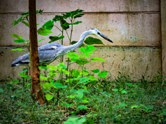 へんなところにアオサギさん