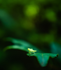 蛍光色のヘンテコな虫