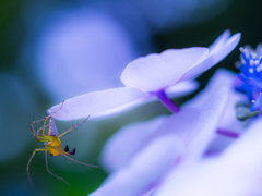 紫陽花と蜘蛛