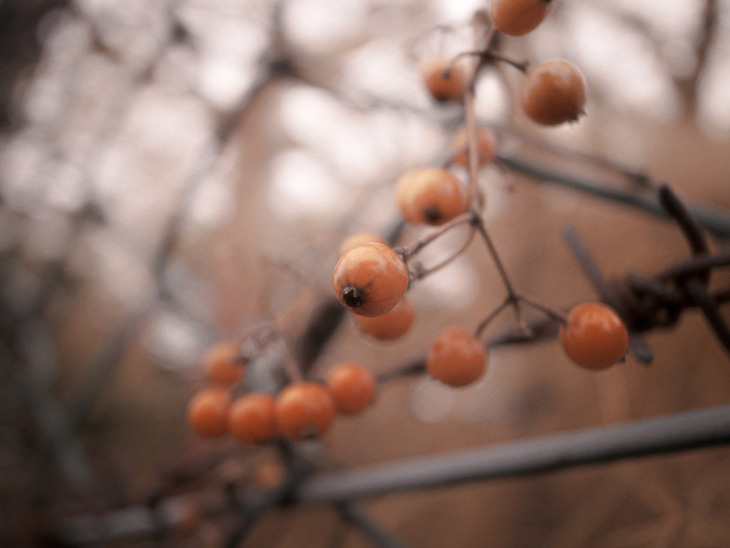 枯れた植物の実