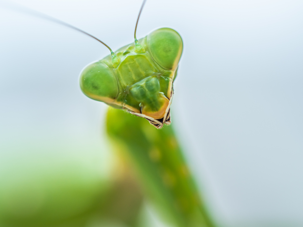 自撮り肩カマキリ