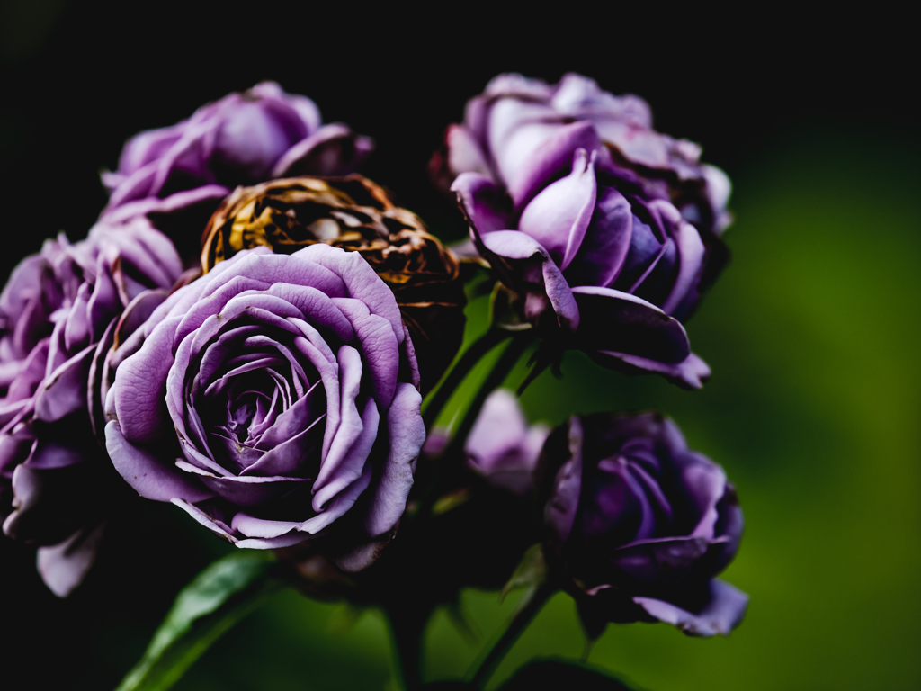 Purple　Roses