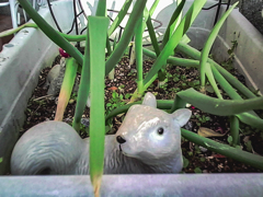 春を待ちわびるねぎリス