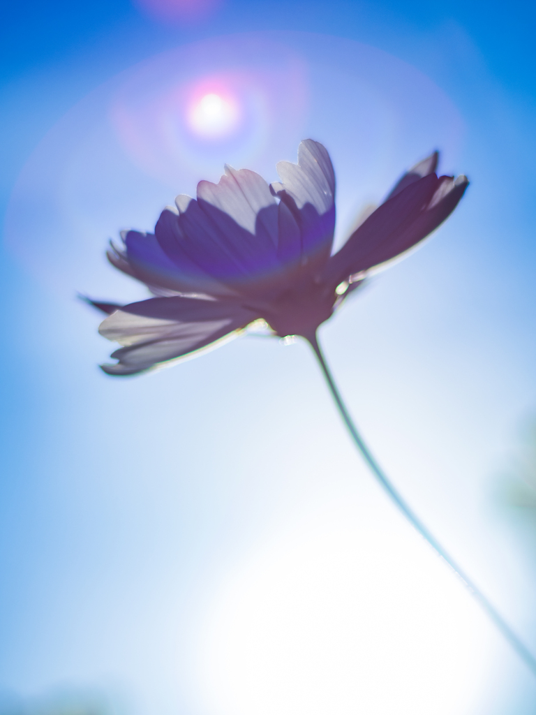 オラに元気を分けてくれ！！