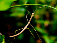 ナナフシの七不思議