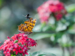 五月蝿い蝿にキタテハ頭に来てはった