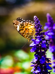 今日も蝶を撮る