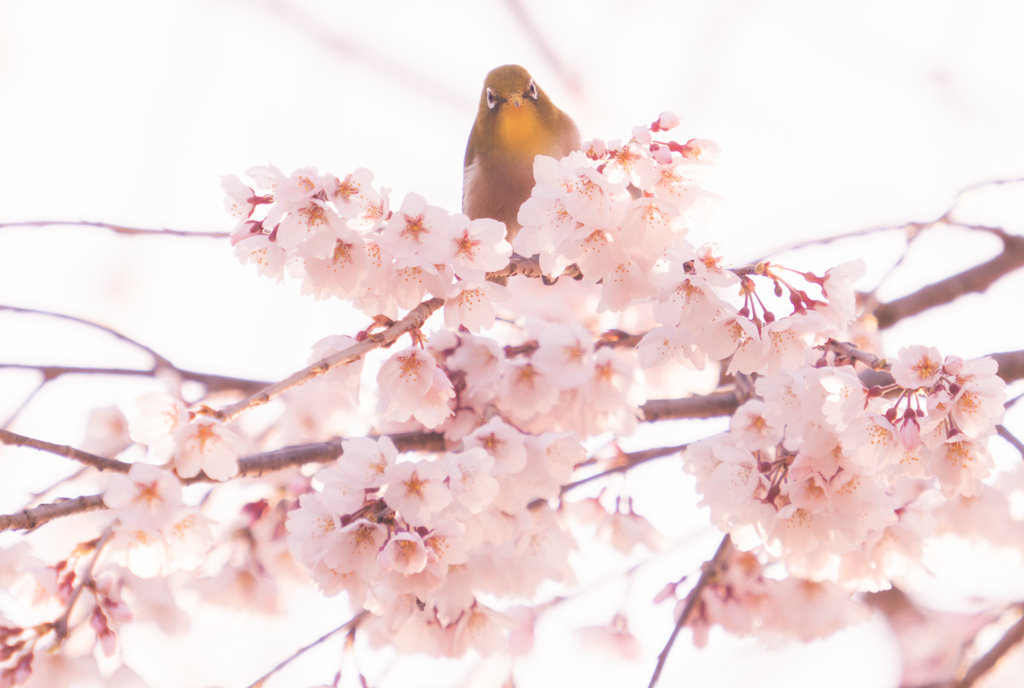 やっとサクジロー