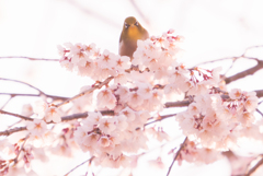 やっとサクジロー