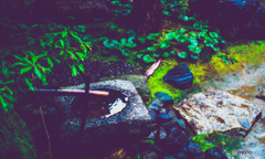 庭によくあるあれです