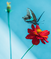 ブルーとレッド