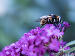 後ろ姿は蜂のようで・・・