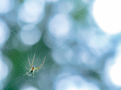 爽やかクモの巣