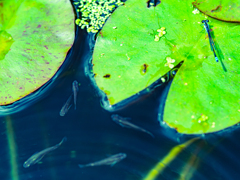 おなじくらいのトンボとサカナ