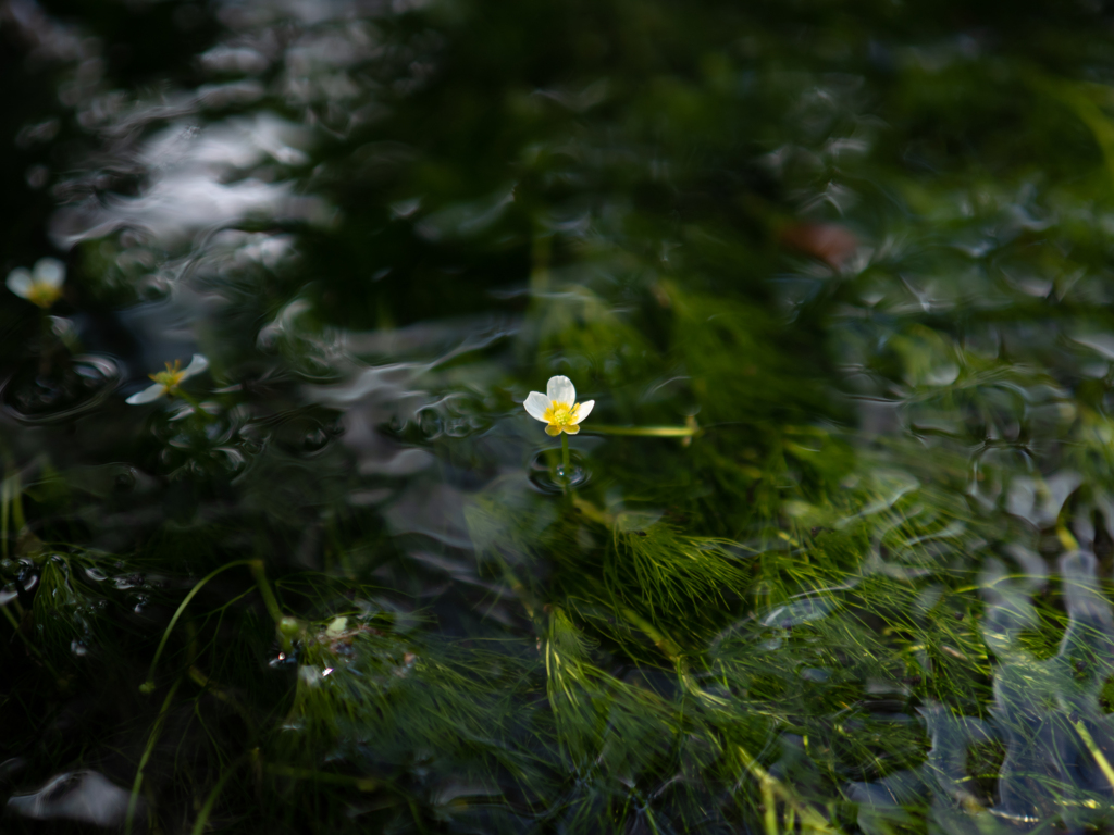 わずかに残ってた梅花藻