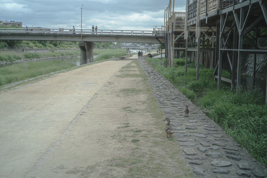 大きくなってきた子鴨追い掛ける母鴨
