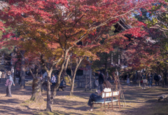 紅葉より読書の秋なおねいさん