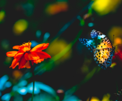 オレンジ✕オレンジ