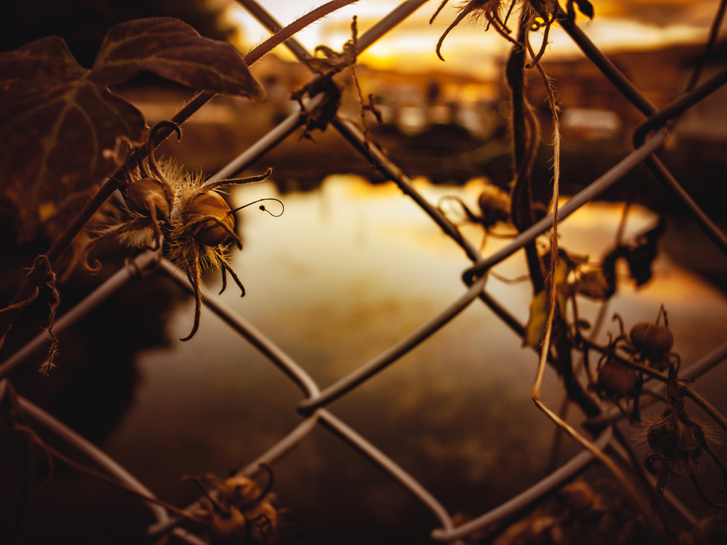 家の近くに池あった