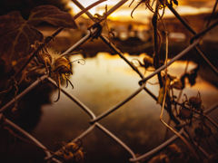 家の近くに池あった