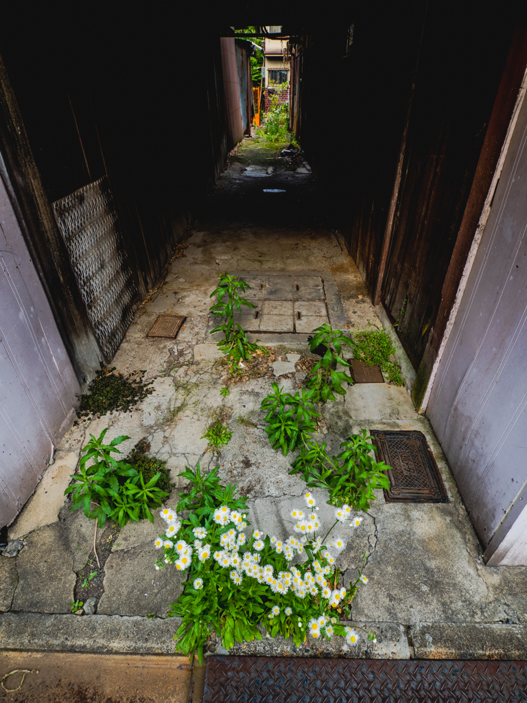 花咲く路地